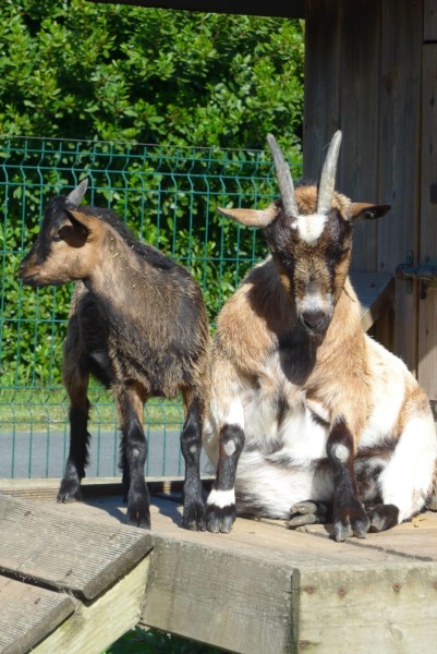 Camping Antioche d'Oléron