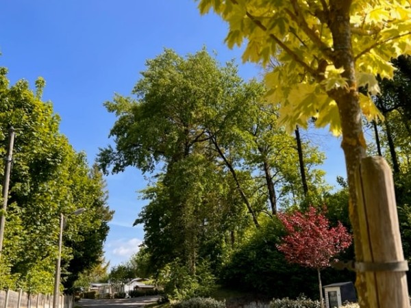 Domaine Le Blanc Pignon